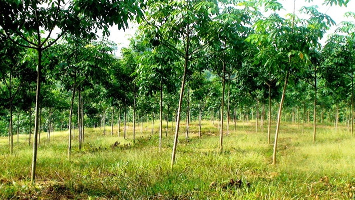 Một số kết quả nghiên cứu về giống CSTĐ tại Bố Trạch, Quảng Bình