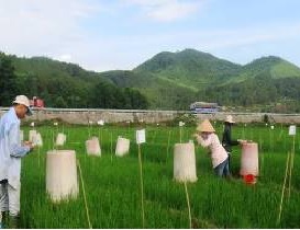 Ảnh hưởng của tưới nước đến NS lúa và phát thải khí gây hiệu ứng nhà kính