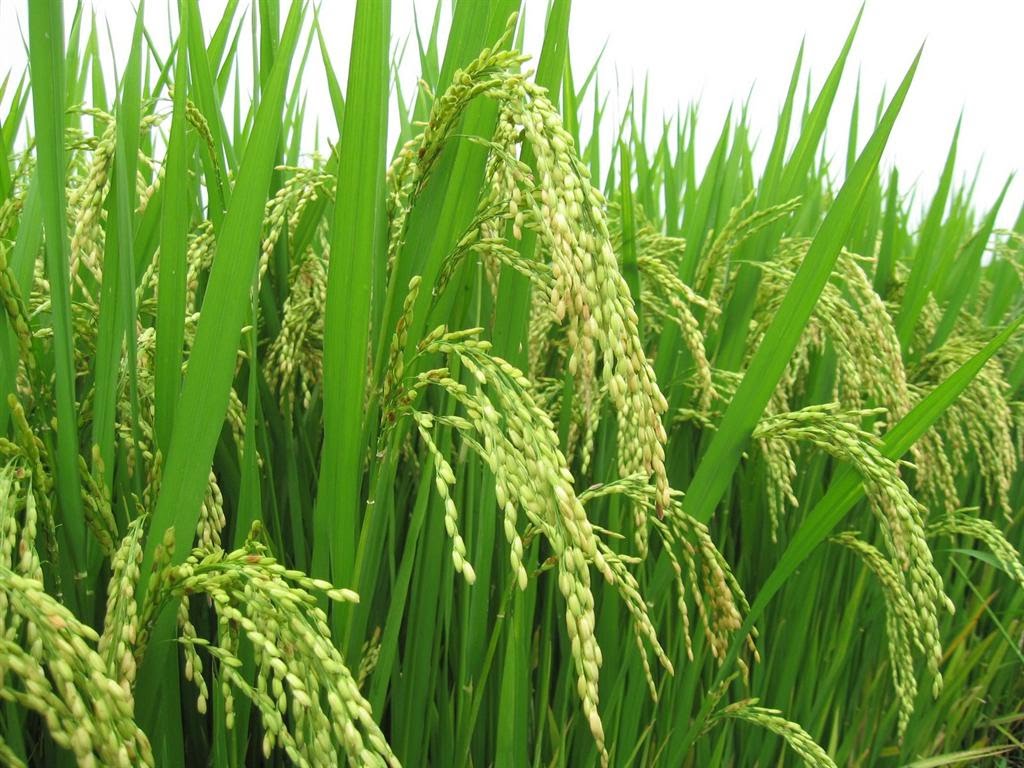 Ảnh hưởng của liều lượng và dạng phân đạm đến năng suất lúa