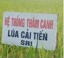 Ảnh hưởng của phân bón đến năng suất lúa theo hệ thống thâm canh lúa (SRI) trên đất không chủ động nước